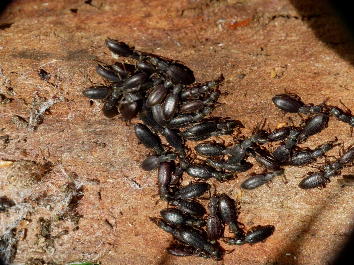 Stenosis sp. con intruso